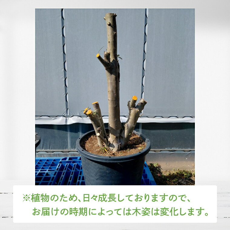 【ふるさと納税】【数量限定】オリーブの木 1本 15号|オリーブ 観賞用 新築 ギフト 美容 健康 長寿 取手市（BD006）