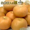 181位! 口コミ数「0件」評価「0」《 化粧箱入り 》梨 約5kg (8~12玉)【2025年8月上旬発送開始】(茨城県共通返礼品:大子町) なし 果物 くだもの フルーツ おまかせ 旬