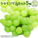 【ふるさと納税】シャインマスカット 5kg (7~9房)【2025年7月上旬発送開始】(茨城県共通返礼品:大子町) ぶどう 葡萄 ブドウ マスカット フルーツ 果物 贈答用 ギフト 贈り物(4)
