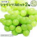 【ふるさと納税】【 訳あり 】 シャインマスカット 2kg 【2025年9月上旬発送開始】(茨城県共通返礼品:大子町) ぶどう 葡萄 マスカット フルーツ 果物 ワケあり ご自宅用 ご家庭用 自分用