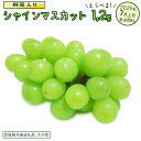 【ふるさと納税】【選べる房数】《桐箱入り》 シャインマスカット 1房 2房【2025年7月上旬発送開始】(茨城県共通返礼品:大子町) ぶどう 葡萄 マスカット フルーツ 果物 贈答用 ギフト 贈り物