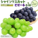 【ふるさと納税】【 桐箱入り 】【 お中元熨斗可 】 シャインマスカット と 選べる組合せ ( ピオーネ or 巨峰 ) 【2026年7月上旬発送開始】(茨城県共通返礼品:大子町) ぶどう 葡萄 マスカット フルーツ 果物 贈答用 ギフト 贈り物