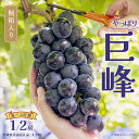【ふるさと納税】【 選べる 房数 】【桐箱入り】 巨峰 1房 or 2房 (茨城県共通返礼品:大子町) ぶどう 葡萄 ブドウ フルーツ 果物 スイーツ ギフト ...
