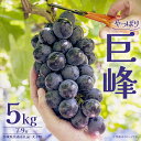 【ふるさと納税】巨峰 5kg (7〜9房) (茨城県共通返礼品:大子町) ぶどう 葡萄 ブドウ フルーツ 果物 スイーツ