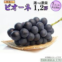 【ふるさと納税】《 選べる 房数 》【桐箱入り】 ピオーネ 1房 2房【2025年7月上旬発送開始】(茨城県共通返礼品:大子町) ブドウ ぶどう 葡萄 ピオーネ...
