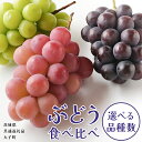 【ふるさと納税】《 選べる 品種数 》 ぶどう 3~5品種 食べ比べ 【2025年8月上旬発送開始】(茨城県共通返礼品:大子町) ブドウ 葡萄 シャインマスカット 巨峰 ピオーネ ゴルビー 我が道 果物 フルーツ 果実