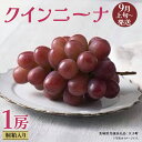 【ふるさと納税】【 桐箱入り 】 クインニーナ1房 【2025年9月上旬発送開始】(茨城県共通返礼品:大子町) ぶどう 葡萄 マスカット フルーツ 果物 贈答用 ギフト 贈り物