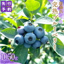 【ふるさと納税】≪先行予約≫朝採れ 完熟 ブルーベリー 1,050g ( 350g × 3パック ) 【 2025年 6月上旬頃より発送開始 】 数量限定 冷蔵...