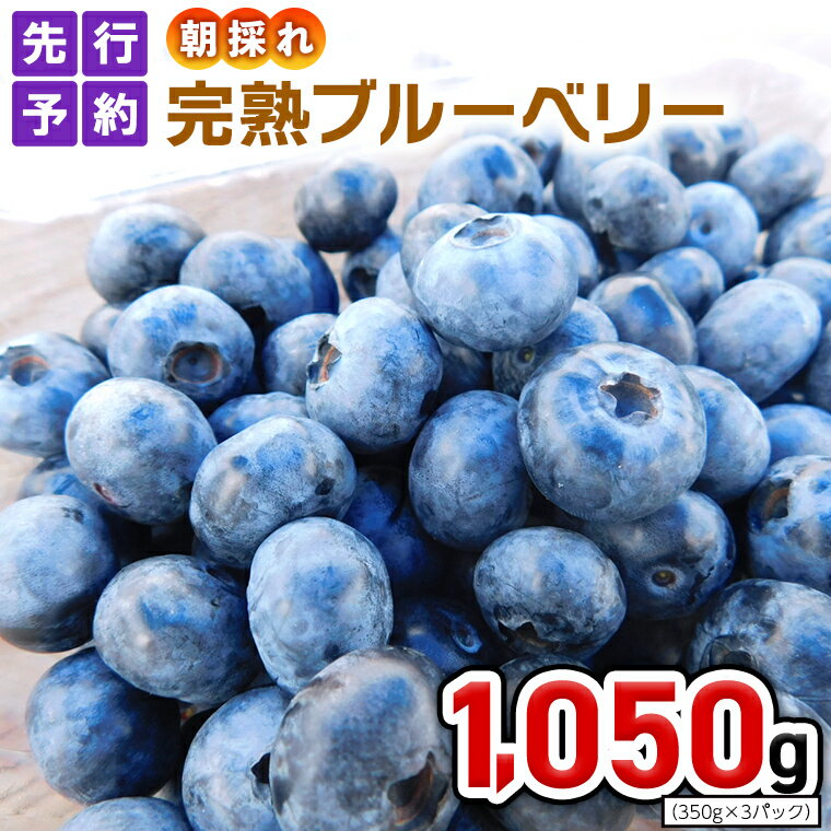 14位! 口コミ数「0件」評価「0」≪先行予約≫朝採れ 完熟 ブルーベリー 1,050g （ 350g × 3パック ） 【 2024年 6月上旬頃より発送開始 】 数量限定 ･･･ 