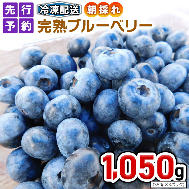 【ふるさと納税】≪先行予約≫冷凍 完熟 ブルーベリー 1,050g（ 350g × 3パック ） 【 2024年 6月上旬頃より発送開始 】 数量限定 ベリー..