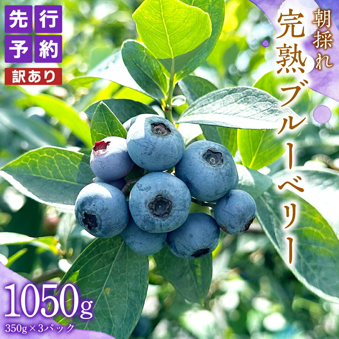 【ふるさと納税】≪先行予約≫【 訳あり 】 朝採れ 完熟 ブルーベリー 1050g ( 350g × 3パック ) 【 2026年 7月中旬頃より発送開始 】 ...