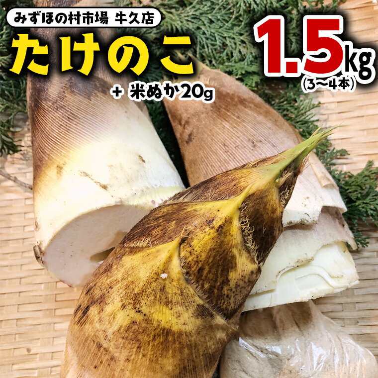 茨城県産 たけのこ 1.5kg ( 米ぬか 付き) 国産 タケノコ 筍 野菜 煮物 炊き込みご飯 料理 旬