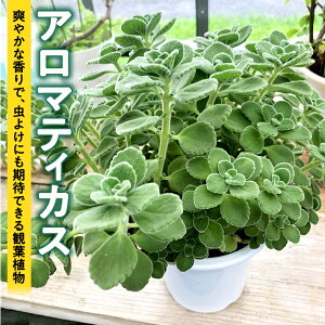 【ふるさと納税】アロマティカス 1鉢 観葉植物 育てやすい 虫よけ ガーデニング 植物 香り 肉球 ぷにぷに かわいい