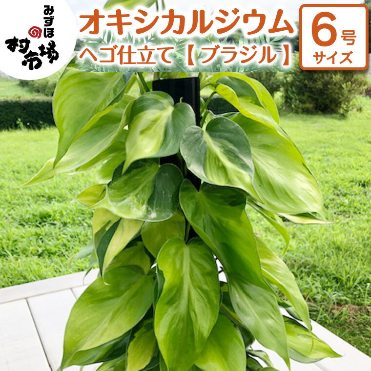 オキシカルジウム 1鉢 ヘゴ仕立て [ ブラジル ] 観葉植物 ガーデニング 植物 鉢