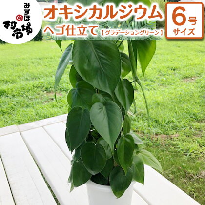 オキシカルジウム 1鉢 ヘゴ仕立て 《 グラデーショングリーン 》 観葉植物 ガーデニング 植物 鉢