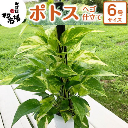 ポトス 1鉢 ヘゴ仕立て 観葉植物 ガーデニング 植物 鉢