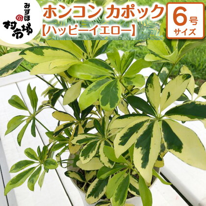 ホンコン カポック 1鉢 《 ハッピーイエロー 》 観葉植物 ガーデニング 植物 鉢