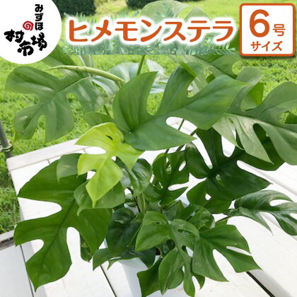 ヒメモンステラ 1鉢 観葉植物 ガーデニング 植物 鉢