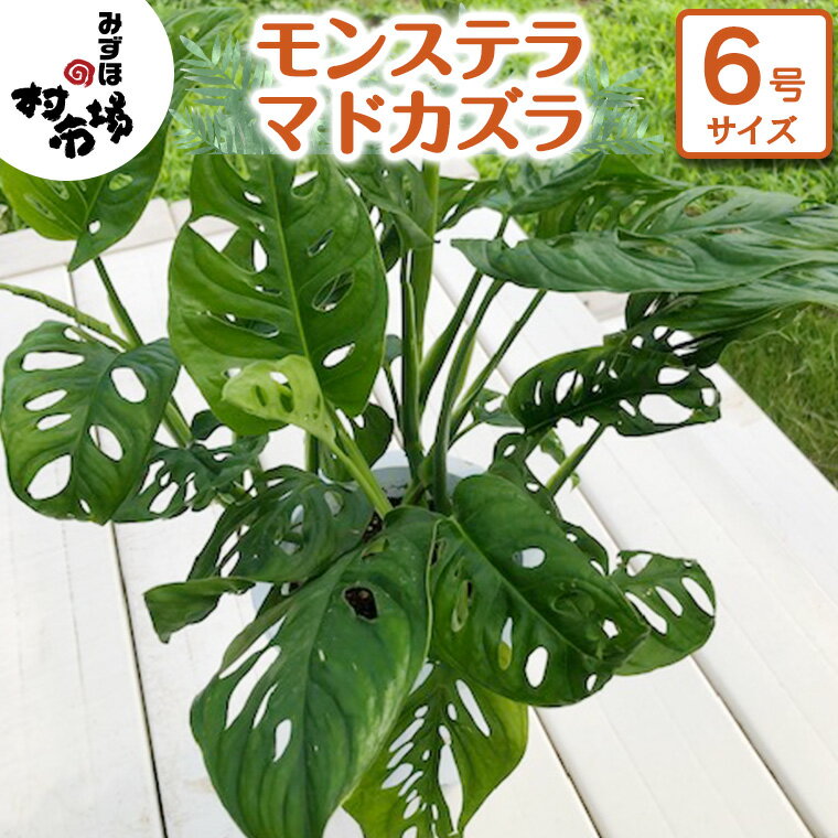 6位! 口コミ数「1件」評価「1」モンステラ マドカズラ 1鉢 観葉植物 ガーデニング 植物 鉢