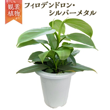 【 観葉植物 】 フィロデンドロン・シルバーメタル 1鉢 ガーデニング 植物 花 鉢 緑