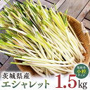 【ふるさと納税】茨城県産 【 規格外 】 エシャレット 1.5kg 期間限定 野菜 旬 小粒 Sサイズ 冷蔵 料理 漬物 炒め物