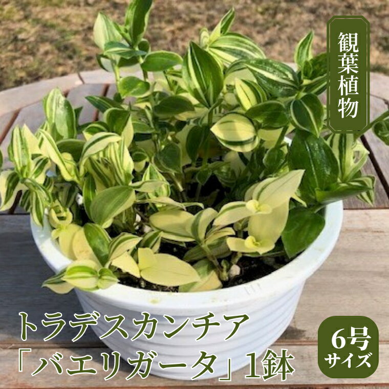 [ 観葉植物 ] トラデスカンチア 「 バエリガータ 」 1鉢 ( 6号サイズ ) ガーデニング 室内 植物 花 鉢 緑 トラカン