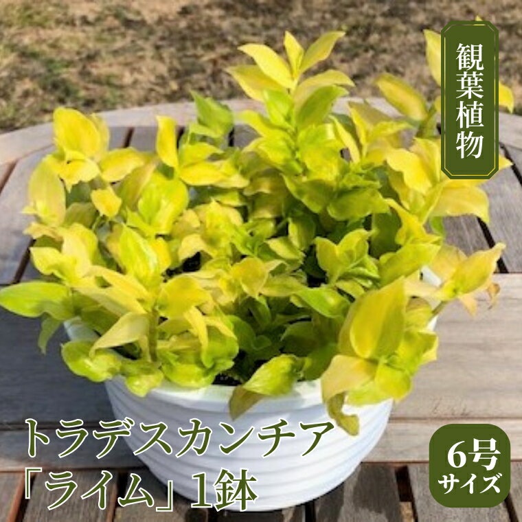 [ 観葉植物 ] トラデスカンチア 「 ライム 」 1鉢 ( 6号サイズ ) ガーデニング 室内 植物 花 鉢 緑 トラカン