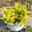  トラデスカンチア 「 ライム 」 1鉢 ( 6号サイズ ) ガーデニング 室内 植物 花 鉢 緑 トラカン