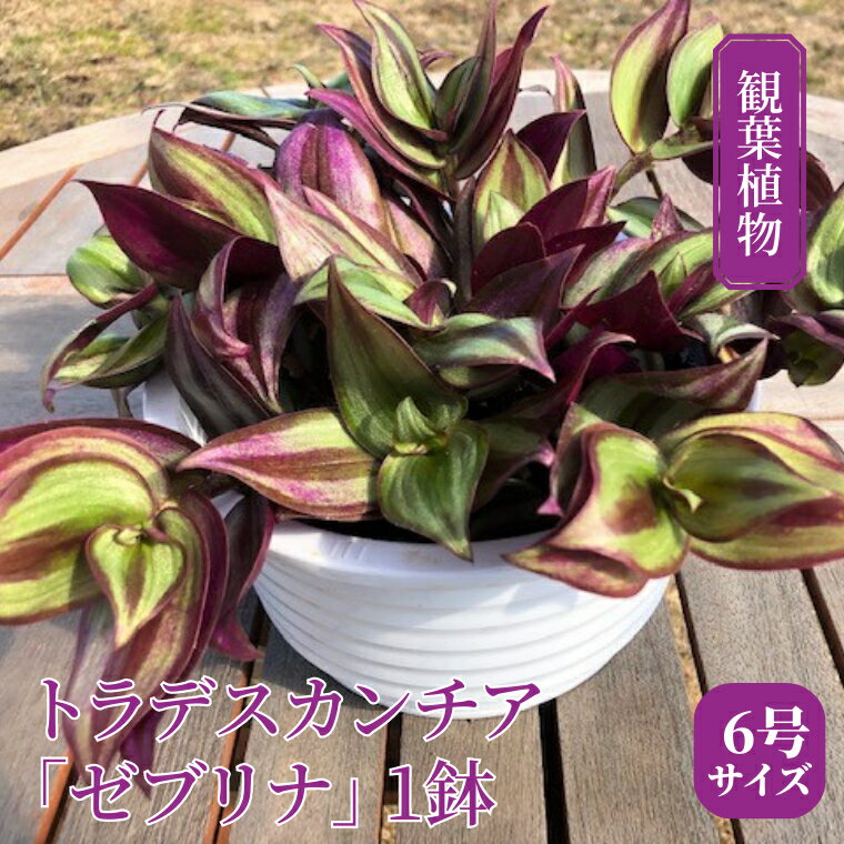 [ 観葉植物 ] トラデスカンチア 「 ゼブリナ 」 1鉢 ( 6号サイズ ) ガーデニング 室内 植物 花 鉢 緑 トラカン