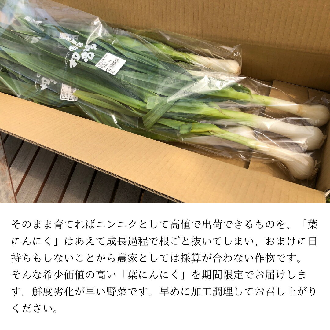 【ふるさと納税】牛久市産 【 希少 】 葉 にんにく （約 9玉、約 0.5 ～ 0.8kg ） 葉 ニンニク 大蒜 めずらしい 野菜 スタミナ 美容 中華料理 健康