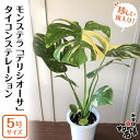 【ふるさと納税】【 観葉植物 】 斑入り ！ モンステラ 「 デリシオーサ 」 タイコンステレーション 1鉢 ( 5号サイズ ) ガーデニング 室内 植物 花 鉢 緑 希少 上級者向け みずほの村市場 牛久店