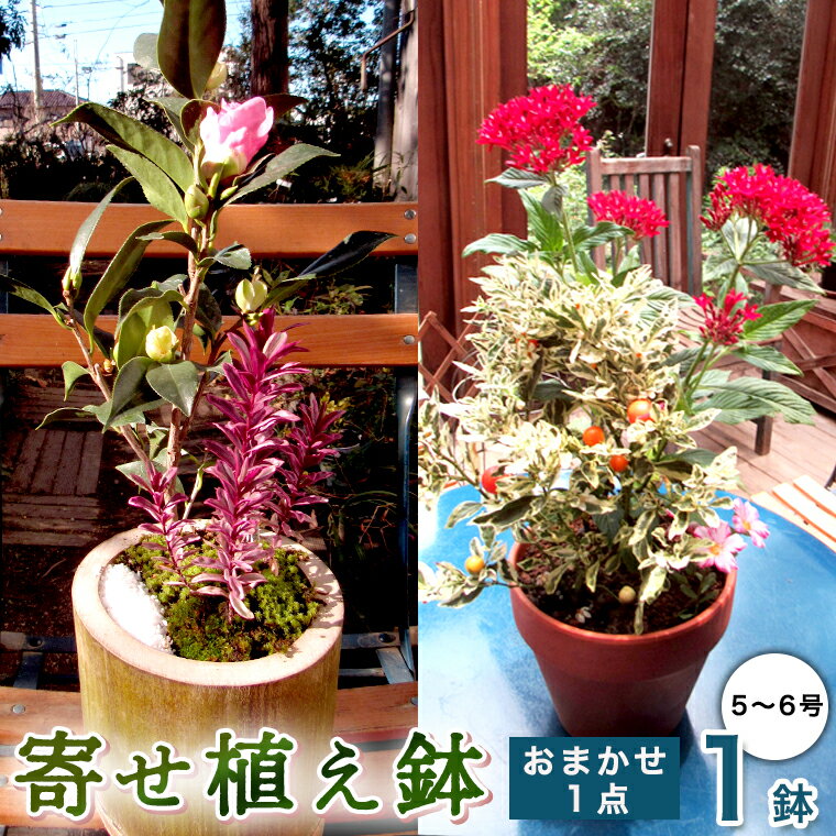 [ 確実園 オリジナル ] 寄せ植え(おまかせ1点) ガーデニング 花 はな フラワー 鉢 鉢植え