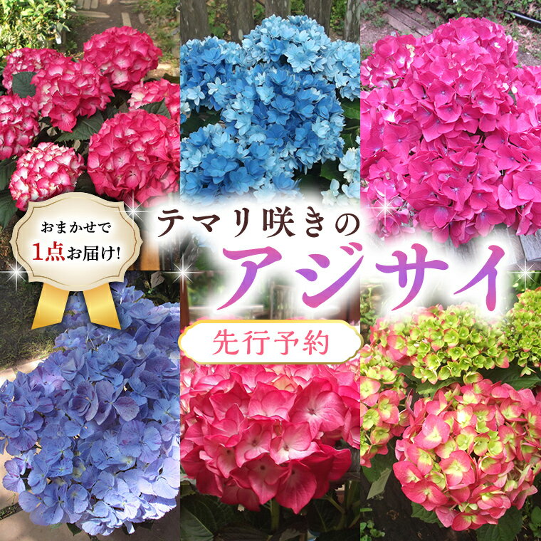 ≪先行予約≫アジサイ テマリ咲き[ おまかせ 1点 ][2024年4月上旬頃より発送開始] 植物 花 インテリア フラワー 紫陽花 お花 園芸 初夏 贈り物 ギフト ガーデニング