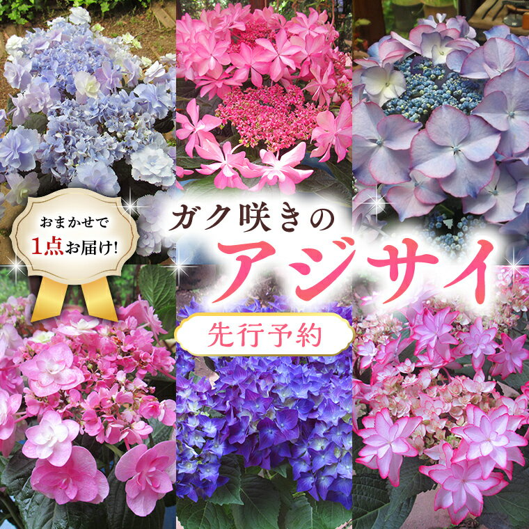 ≪先行予約≫アジサイ ガク咲き [ おまかせ 1点 ][2024年4月上旬頃より発送開始] 植物 花 インテリア フラワー 紫陽花 お花 園芸 初夏 梅雨 ガーデニング