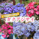 【ふるさと納税】≪先行予約≫ガク アジサイ 【 おまかせ 1点 】【2025年4月上旬頃より発送開始】 植物 花 インテリア フラワー 紫陽花 お花 園芸 初夏...