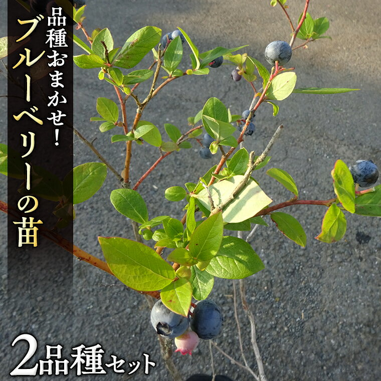ブルーベリー の 苗 2品種セット (品種おまかせ) ラビットアイ系 ハイブッシュ系サザン サザンハイブッシュ系 苗 庭木 果樹 ガーデニング