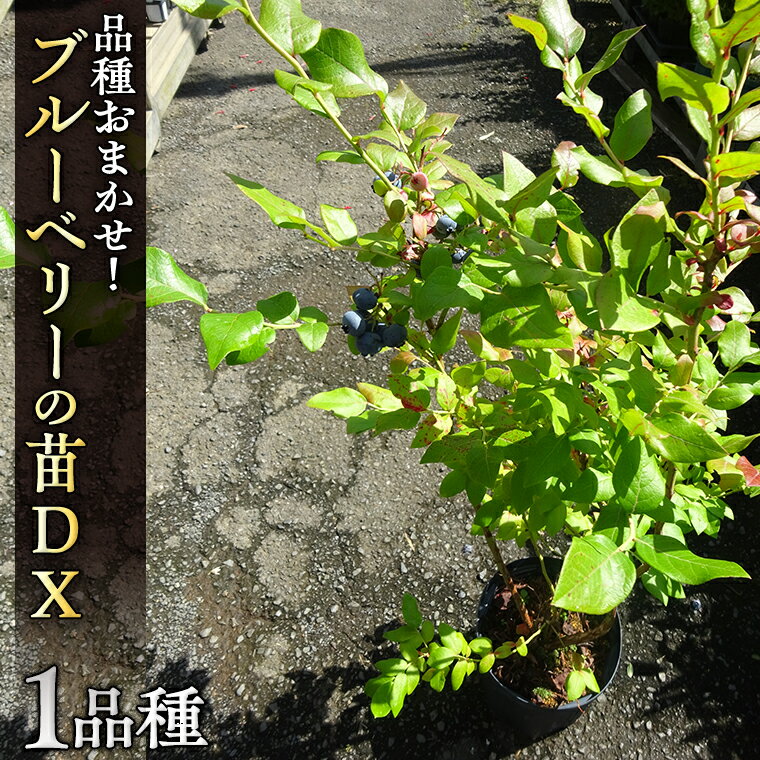 ブルーベリー の 苗 DX 1品種 (品種おまかせ) ラビットアイ系 ハイブッシュ系サザン サザンハイブッシュ系 苗 庭木 果樹 ガーデニング