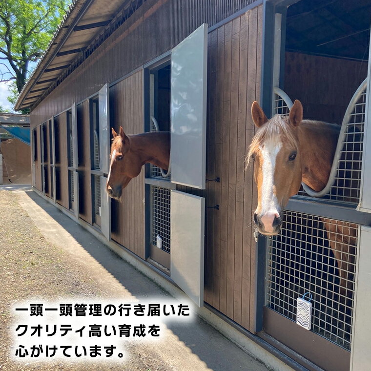 【ふるさと納税】乗馬体験1回コース 乗馬 レッスン 見学 初心者 日帰り 体験 馬 チケット 3