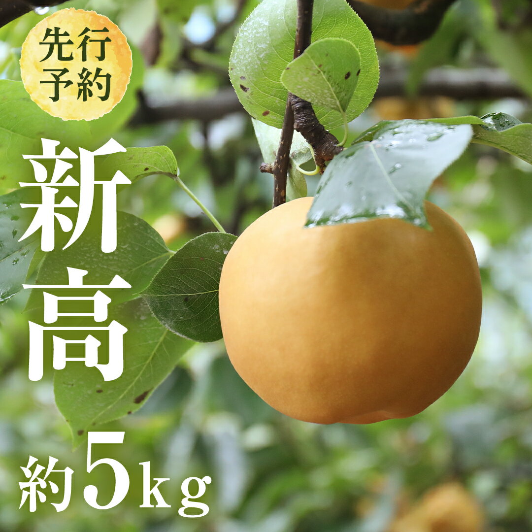 [ 2025年9月下旬発送開始 ] 茨城県産 梨 新高 (約 5kg ) 6〜12玉 フルーツ 果物 なし ナシ 旬 新鮮 甘い 国産 ジューシー みずみずしい 先行予約