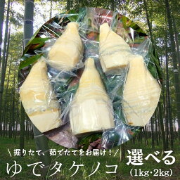 【ふるさと納税】新鮮な ゆで タケノコ 筍 たけのこ 水煮 真空パック 国産 たけのこご飯