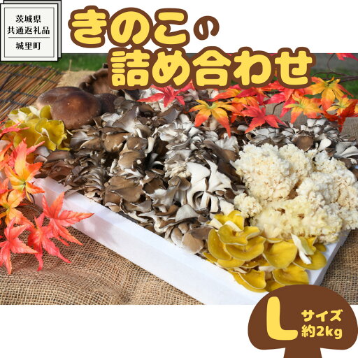 【ふるさと納税】きのこ の 詰め合わせ Lサイズ( 約2kg ) (茨城県共通返礼品:城里町) キノコ セット 野菜 低カロリー ダイエット デトックス バラエティ セット 新鮮 【ふるさと納税】きのこ の 詰め合わせ Lサイズ( 約2kg ) (茨城県共通返礼品:城里町) キノコ セット 野菜 低カロリー ダイエット デトックス バラエティ セット 新鮮