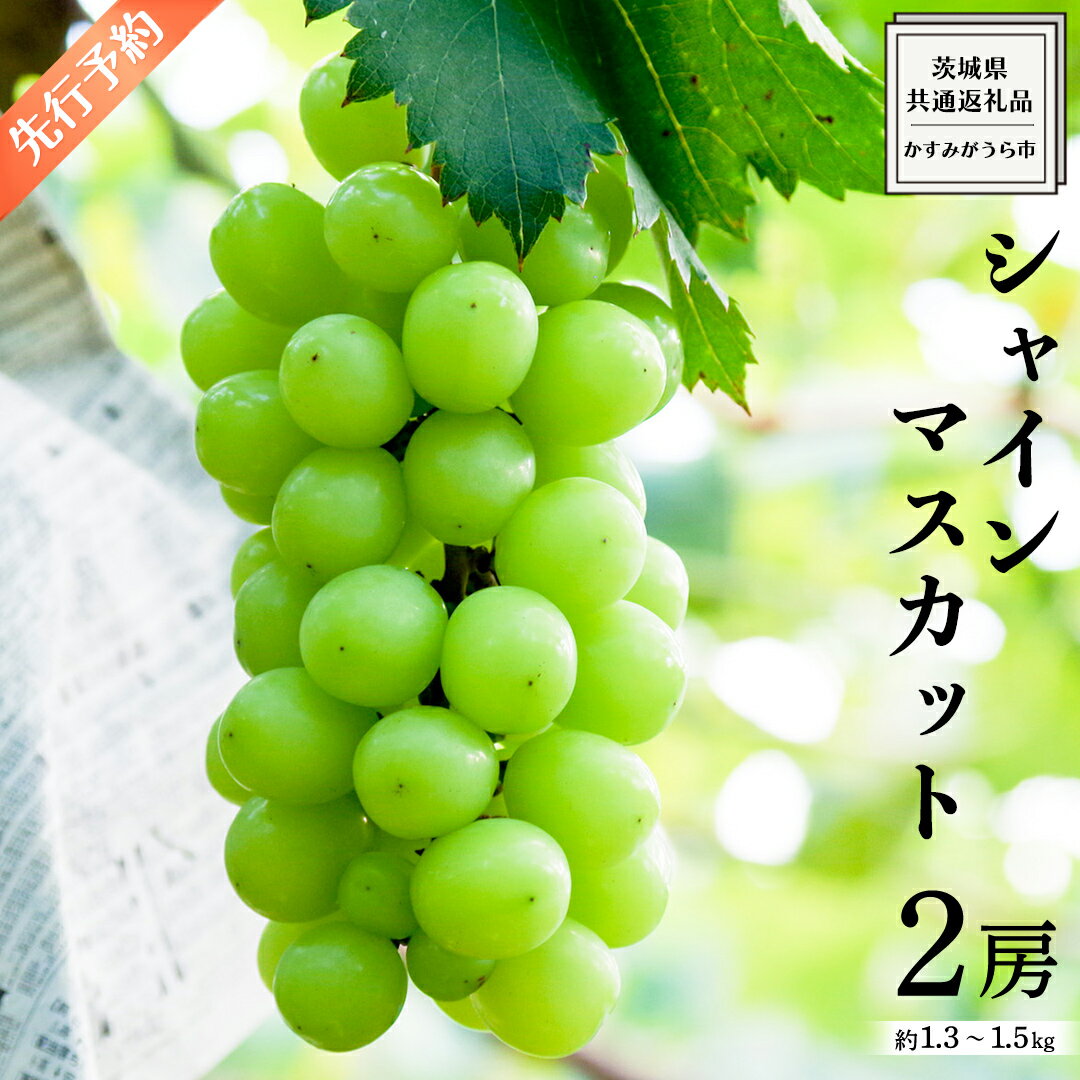 【ふるさと納税】《 先行予約 》 シャインマスカット 2房 約 1.3 ~ 1.5kg ( 茨城県共通返礼品: かすみがうら市 ) 【 2025年9月発送 】 フルーツ 果物 マスカット ぶどう 葡萄 ブドウ 旬 国産 産地直送 ギフト 贈り物