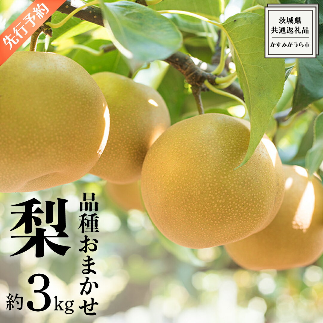 《 先行予約 》 品種おまかせ 梨 約 3kg（ 茨城県共通返礼品： かすみがうら市 ）【 2024年 9月発送 】 フルーツ 果物 なし ナシ 旬 新鮮 旬 期間限定 甘い 国産