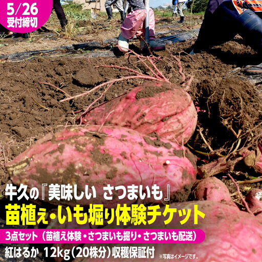 【ふるさと納税】牛久 の『美味しい さつまいも』苗植え・収穫体験付【 苗植え体験 ・ さつまいも掘り ・ 配送付 】3点セット の 体験チケット ( 紅はるか 12kg収穫保証付 ) 体験 収穫 野菜 やさい 芋堀 いもほり 紅はるか 【ふるさと納税】牛久 の『美味しい さつまいも』苗植え・収穫体験付【 苗植え体験 ・ さつまいも掘り ・ 配送付 】3点セット の 体験チケット ( 紅はるか 12kg収穫保証付 ) 体験 収穫 野菜 やさい 芋堀 いもほり 紅はるか