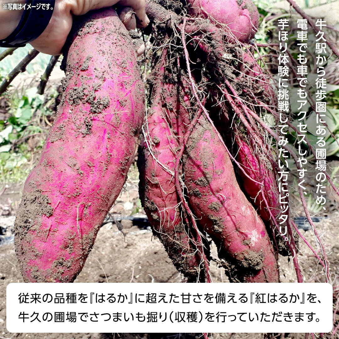 【ふるさと納税】牛久 の『美味しい さつまいも』苗植え・収穫体験付【 苗植え体験 ・ さつまいも掘り ・ 配送付 】3点セット の 体験チケット ( 紅はるか 12kg収穫保証付 ) 体験 収穫 野菜 やさい 芋堀 いもほり 紅はるか
