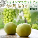 【ふるさと納税】【 先行予約 】茨城県産 シャインマスカット2房と旬の梨詰め合わせ 約 3kg ( 茨城県共通返礼品 : 常陸太田市 ) 【 2025年 9月中...
