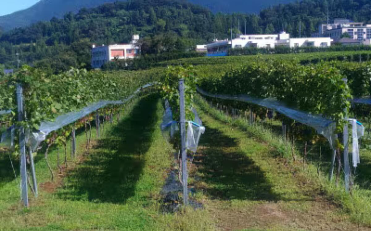 【ふるさと納税】2022年 つくばブラン(白ワイン)1本 | 茨城県 つくば市 ぶどう 葡萄