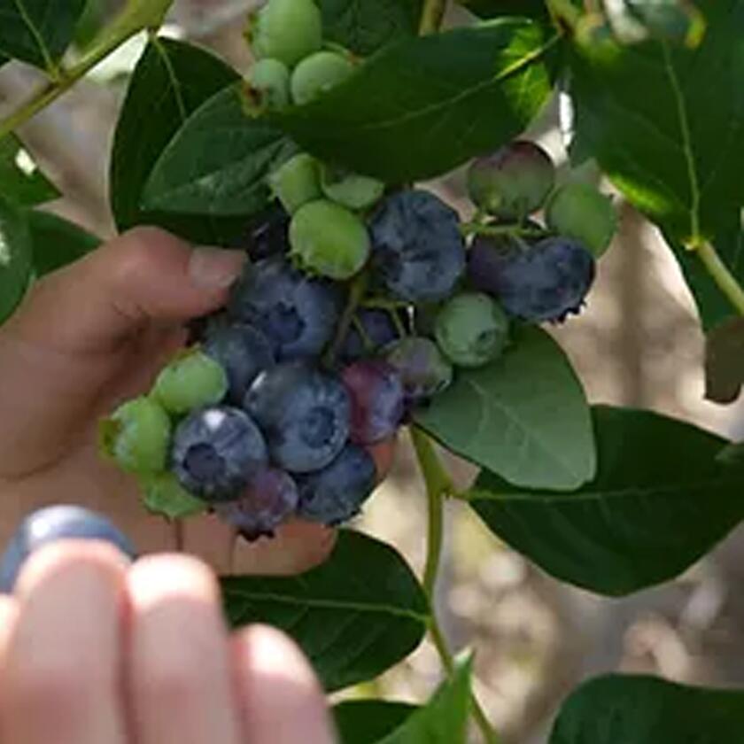 【ふるさと納税】【茨城県つくば市産ブルーベリー使用】フローズンヨーグルトアイスセット（12個） | 茨城県 つくば市 ブルーベリー 国産 ベリー スイーツ アイス ジェラート ヨーグルト 果物