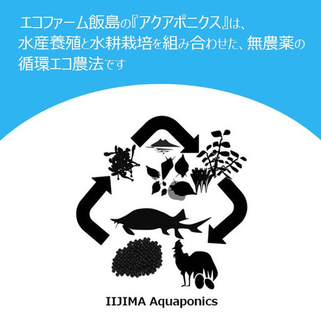 【ふるさと納税】七福来ギフトBOX | 茨城県 つくば市 唐辛子 七味 七味唐辛子 塩 福来みかん 農薬不使用 有機栽培 国産唐辛子 希少 6000 6000円 調味料