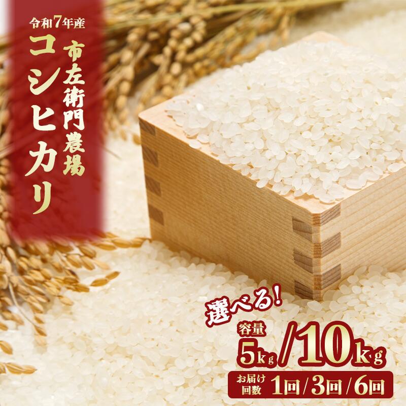 【ふるさと納税】米 5kg~10kg こしひかり 令和7年産 定期便あり 市左衛門農場 | 米 こめ こしひかり コシヒカリ ご飯 白米 精米 令和7年産 茨城県 つくば市